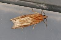 Eucosma gr. cana