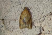 Clepsis consimilana