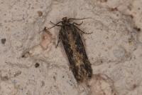 Scrobipalpa ocellatella