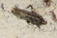 Scrobipalpa ocellatella