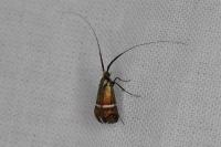 Adela australis