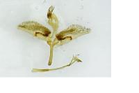 Pyropteron affine