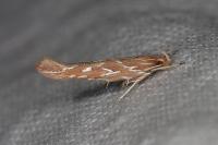 Pyroderces argyrogrammos