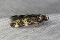 Oegoconia