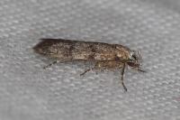 Symmoca orphnella