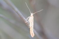 Pyroderces argyrogrammos