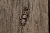Morophaga morella