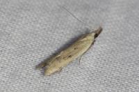 Mesophleps corsicella