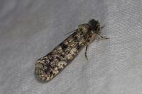 Morophaga morella