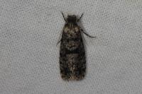 Morophaga morella