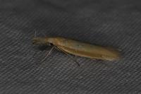 Pleurota