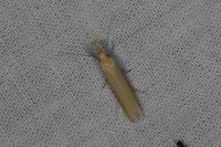 Pleurota