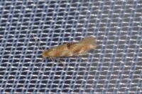 Bucculatrix ulmella