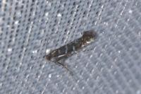 Parectopa ononidis