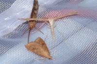 Emmelina monodactyla
