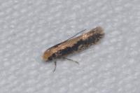 Monopis crocicapitella