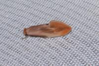 Tinea semifulvella
