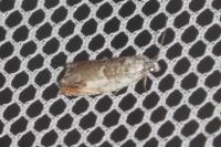 Ancylis laetana