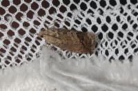 Cydia splendana