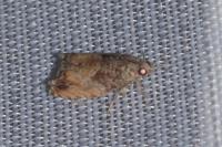 Epinotia nisella