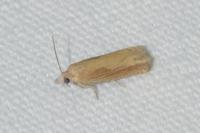 Eucosma obumbratana