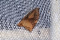 Archips podana