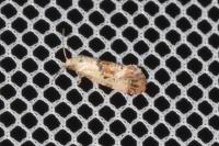 Neocochylis hybridella
