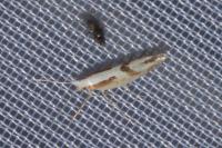 Argyresthia bonnetella