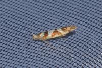 Argyresthia goedartella