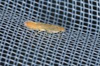 Phyllonorycter messaniella