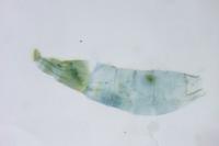 Phyllonorycter messaniella