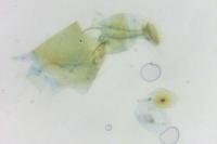 Phyllonorycter messaniella