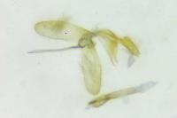 Monopis weaverella