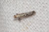 Parornix torquillella