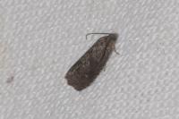 Grapholita molesta
