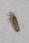 Nothris congressariella