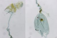 Nothris congressariella