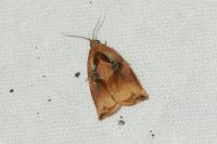 Archips podana