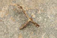 Stangeia siceliota