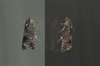 Cydia splendana