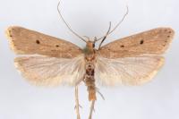 Acompsia antirrhinella