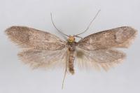 Agnoea langohri