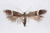Aproaerema cinctella