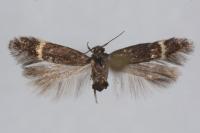 Aproaerema suecicella