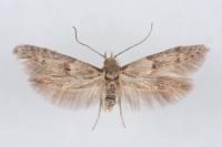 Blastobasis phycidella