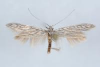 Coleophora chamaedriella