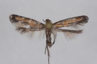 Ochromolopis ictella