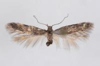 Oxypteryx immaculatella