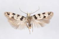 Pseudotelphusa scalella