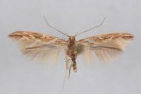 Pyroderces argyrogrammos